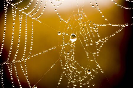 Spider net with water drops の写真素材