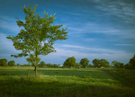 Green tree 