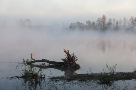 the mist over the River at dawnの写真素材