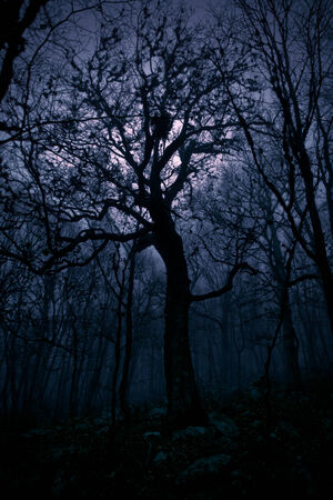 autumn landscape, trees in the mist at dawnの写真素材