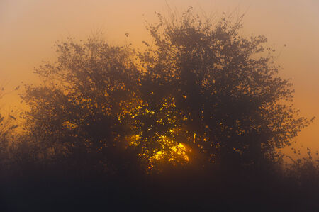 autumn landscape, trees in the mist at dawnの写真素材