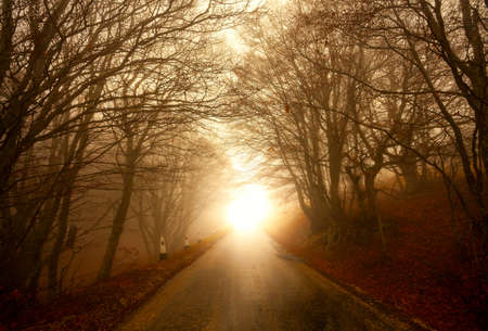 road through misty forest, mountains, fog morningの写真素材