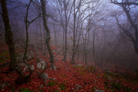 Majestic sunset in the mountains landscape, morningの写真素材