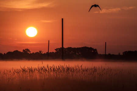 Landscape of morning sunrise, the foggy gardenの写真素材