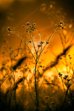 Landscape of morning sunrise, the foggy gardenの写真素材