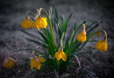 The beautiful flower in the garden, natureの写真素材