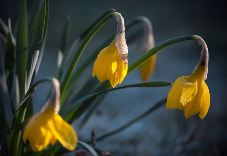 The beautiful flower in the garden, natureの写真素材