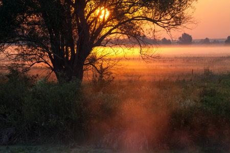 the Sun beams thorough trees and greensの写真素材