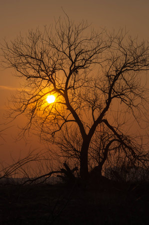 landscape sunset on the river, nature, spring