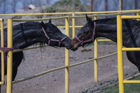 purebred horseの写真素材