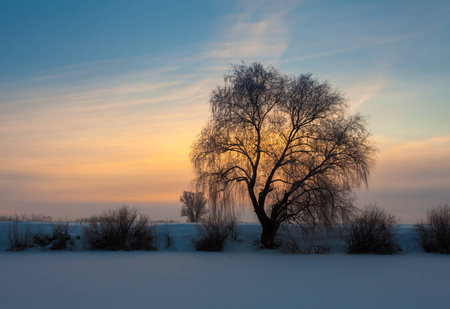 Beautiful winter landscape with snow covered treeの写真素材