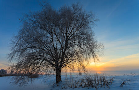Beautiful winter landscape with snow covered treeの写真素材