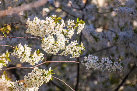 Flowers of the cherry blossoms on spring day