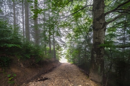 Mystical deep fog in a forest , Ukraine, mountaunsの写真素材