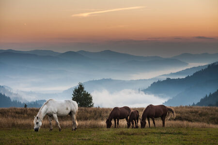 Mountain landscape with grazing horses, Ukraine,  animalsの写真素材