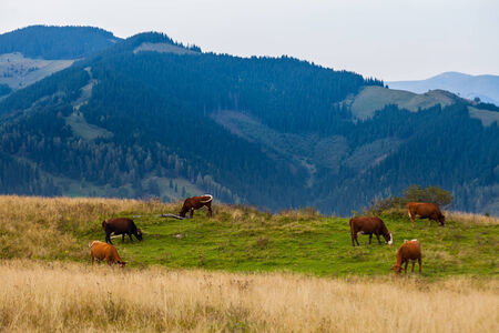 Cows , the  Karwendel mountains, Ukraineの写真素材