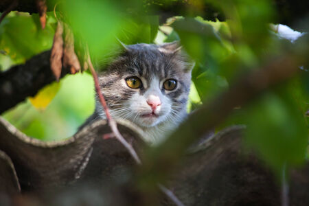 Beautiful gray tabby cat climbing down from a tree.の写真素材