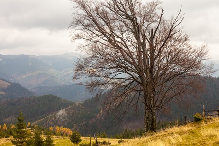 Beautiful autumn landscape in mountains Karpaty in the forest.の写真素材