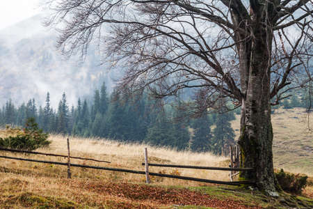 Beautiful autumn landscape in mountains Karpaty in the forest.の写真素材