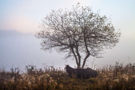 Cow grazing in green mountains with fog.の写真素材