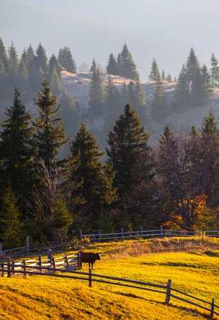 the mountain autumn landscape with colorful forest.の写真素材