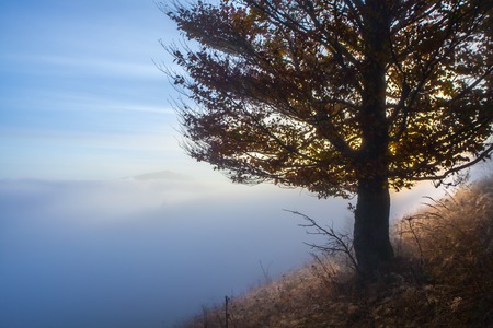 Autumn tree on dry meadow over blue sky background.の写真素材