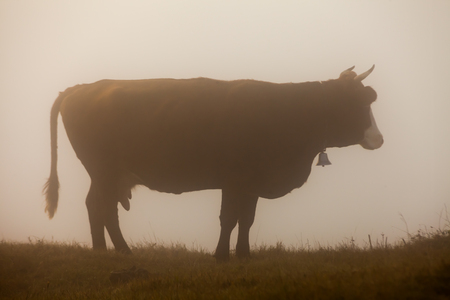 Cow in meadow. Nature composition. The Ukraineの写真素材