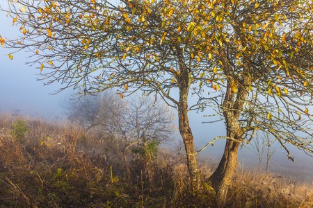 Autumn tree on dry meadow over blue sky background.の写真素材