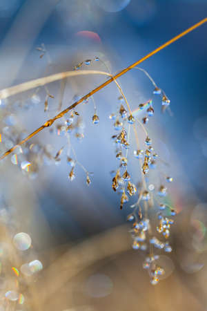 dew on the grass in the morning sunshine.の写真素材