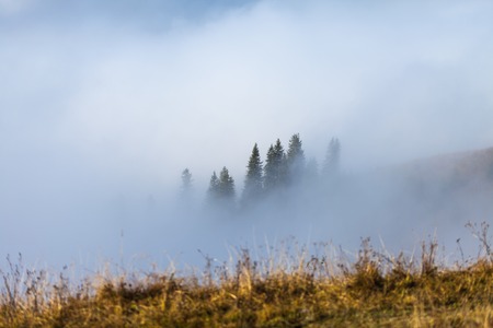 Fog covering the mountain forests, Ukraine, fallの写真素材