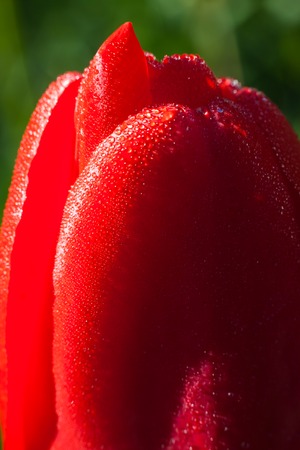 Raindrops on a tulip petal, abstract backgroundの写真素材