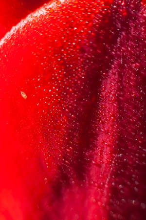 Raindrops on a tulip petal, abstract backgroundの写真素材