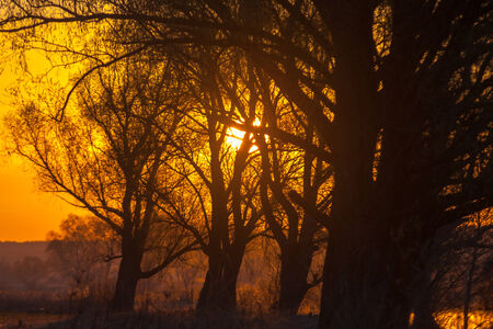 The sunset in the woodsの写真素材