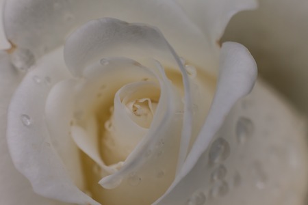 Close up view of a beautiful white rose. Macro image of white roseの写真素材