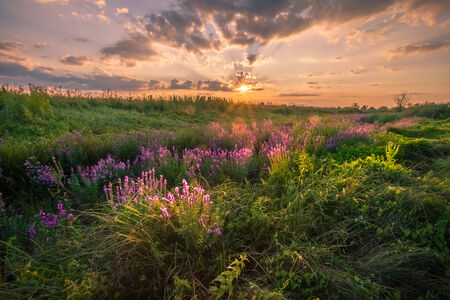 Landscape, romantic sunrise in the mist. Ukraineの写真素材