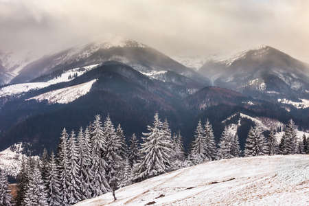 Beautiful winter landscape with snow covered trees.の写真素材
