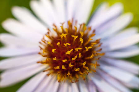abstract flower background. flowers made with color filters