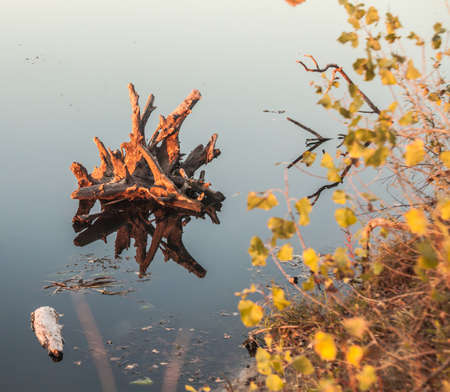 Lake water and tree stumps. The Ukraineの写真素材