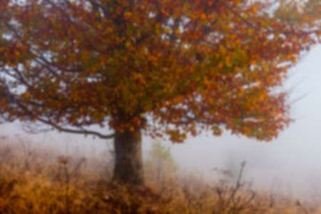 Abstract defocused colorful blurred background. The Ukraine.の写真素材