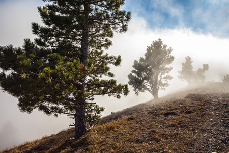 Fog in autumn beech forest. Crimea, Ukraineの写真素材