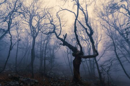 Fog in autumn beech forest. Crimea, Ukraineの写真素材