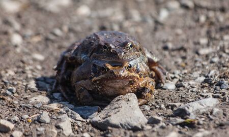 Love couple Toad.の写真素材