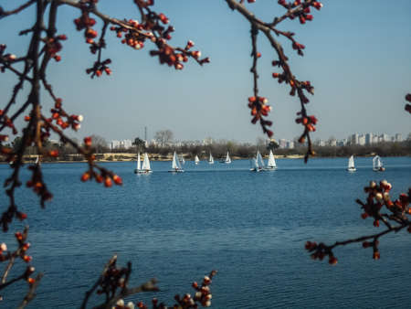 white flowers on spring time .Fruit tree.の写真素材