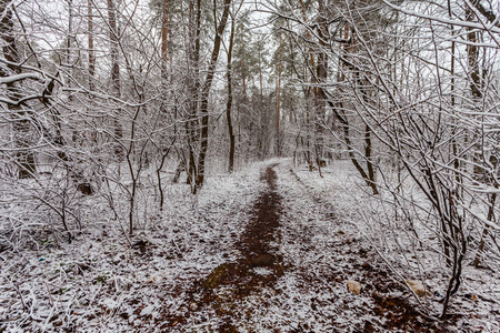 Winter forest with trees covered snow.の写真素材