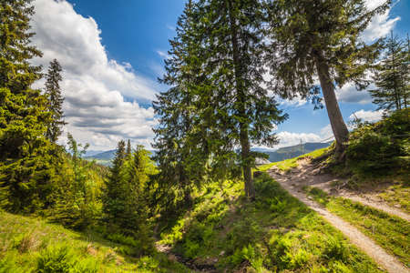mountain summer landscape. trees near meadow and forest on hillside under  sky with clouds at sunsetの写真素材