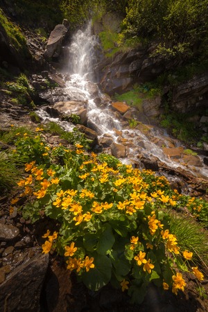 Beautiful small waterfall In Mountains, Ukraine. The  White water waterfall.の写真素材