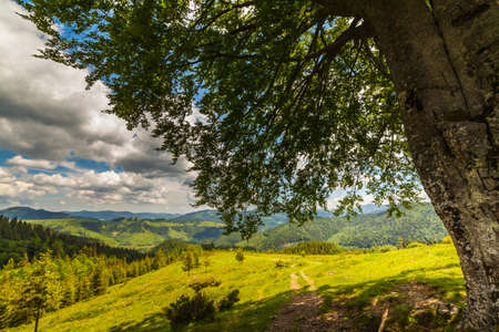 mountain summer landscape. trees near meadow and forest on hillside under  sky with clouds at sunsetの写真素材