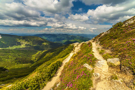 Magic pink rhododendron flowers in the mountains.の写真素材