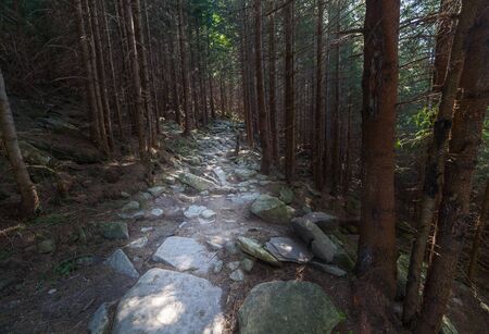 Trail through lush green forest in Ukraine