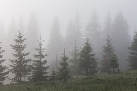 Beautiful sunrise with the morning mist. Ukraineの写真素材